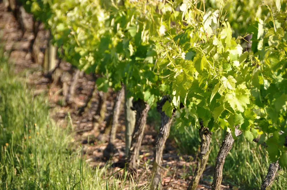 vignes