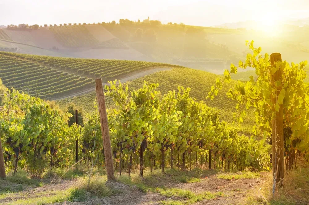 Vignoble près de Ambert