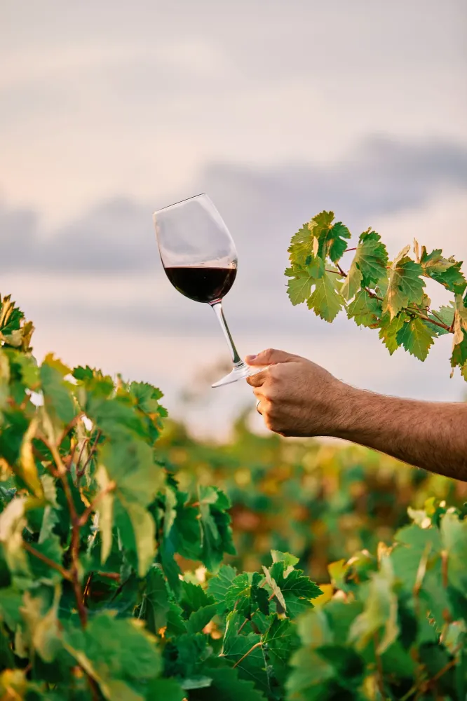 Vente de vin rouge près de Ambert