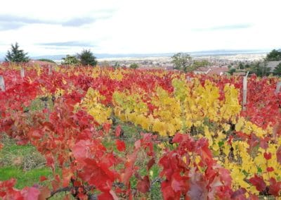 Producteur de vin dans la Loire (42)
